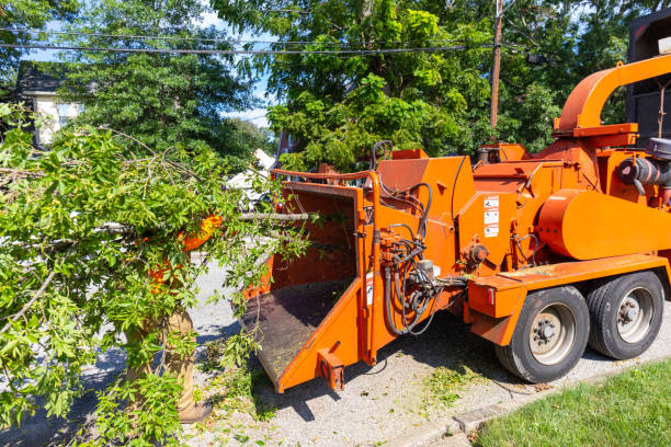 Tree Health Inspection in Welcome, SC